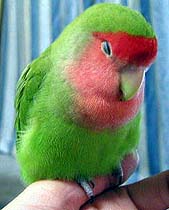 �܂܂̊ŕa�A���\��ςȂ񂾂���`