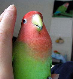 ���`��A�܂��˂�˂̒��ɂ������悧�`�`�`