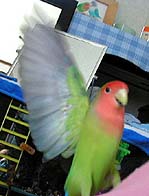 ���ꂥ�`�I