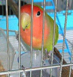 �Ƃ�����A�₾����I�I