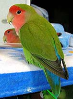 ���V�C�A�悭�Ȃ��񂾃��[���B�B