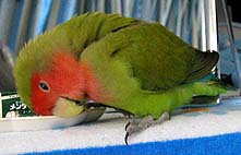 �����т̂��Ƃ́A�R�R�������񂾂�ˁ`(�L�[�M)