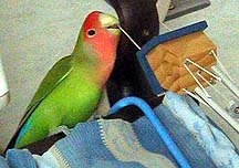 ���[����ƂˁA����������񂾂�`��