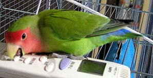 �˂��˂��I���[���ƃI���R�E�T���ɂȂ��Ă�I