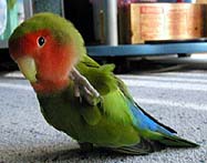 �����`�A�J�C�J�C���I