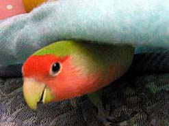 ����ɂ���j�����`