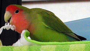 �܂܁`�A�L���C�L���C���ĂˁI