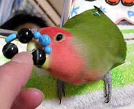 ���[��A����A�ڂ��̂��ق��т��`�I