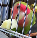 ��񂲁A���߂āI���������`��