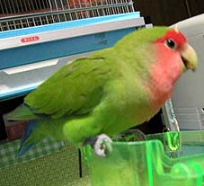 �y���b�g�A���������`��