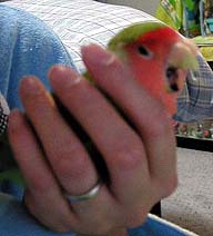 �ӂ����`�`�`��