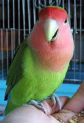 ���N����낵���ˁ�