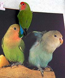 ����������̂ڂ��ƁA������݂����ł���`�H