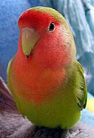 �F�X�A�����Ă��I