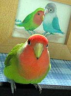 �p�p�A�����������I