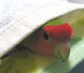 ���[���āA�����Ȃ�����`