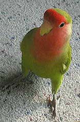 �܂܁A�����̓S�L�Q���H