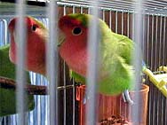 �����ˁA�ڂ��̂��C�ɓ���̃g�R�Ȃ́B�ӂ��ӂ������Ⴄ�񂾂���