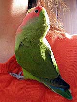 �܂܁A�����͗��Ă���那�H