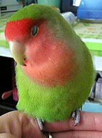 �������������Ȃ��`�B�B