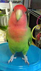 �ˁA�̏d�������`�ł���H