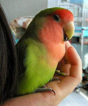 �}�}�͂ς�����A�ڂ��̓E�g�E�g�E�E�E��