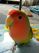 �����́A�S�L�Q���Ȃ񂾂��`��