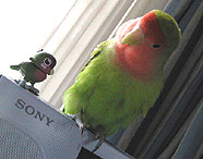 �C�C�R������ԁA�o���郂���ˁ`