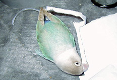 �E�E�E�������A���̎q���˂��B