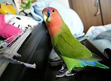 �}�}�ˁA�C�^�Y�����邩����āA�x�b�g�ɓ����Ă���ǂ�ł�񂾂悧�B