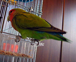 �S�n���A����Ȃ�H�ׂĂ�����`