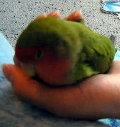 ���`�A�ڂ���������ƐQ���Ⴈ���Ƃ��B�B