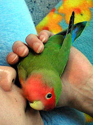 �܂܂̊ŕa�A���\��ςȂ񂾂悧�`