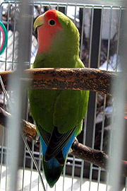 �Ё[�ڂ����A�Ђ����Ԃ�`��