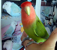 �ɂ傧�`�A�ӂ��ˁ[�����A���΂҂��`�B�B