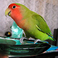 �܂܂��A�ӂ��ˁ[�������R���R���H�ׂ��́H