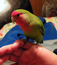 ���Ɓ[�����A�ڂ��͂���������I