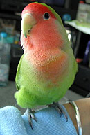 �ڂ��A�����q�ɂȂ�����I