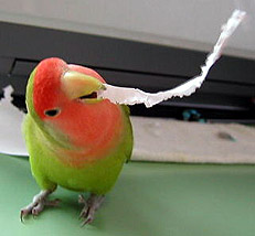 �Ȃ����`���́A�؂ꂽ���`��