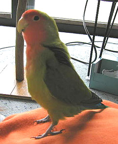 �Ȃɂ��A����͊����Ȃ�̂��I�H