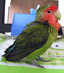 �L���C�L���C�A�Ȃ�������I