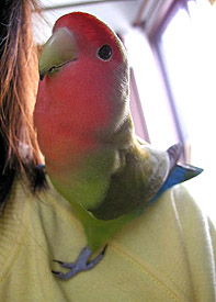 �܂܂��`�A�p�p���カ�Ȃ�ł��储�H