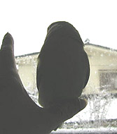 �ӂ����˂������A�����̂��Ȃ��`�H