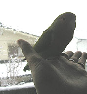 ���O�̐�A�����那�H