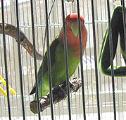 �u�����R�łЁ[�ڂ����`��