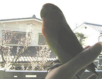 �ق�˂��A�E���̂��Ԃ��炢���񂾂�����������Ԍ��`