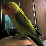 �}�}�̂��߂߂́A�ׂ��˂��`