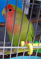 ���ꂩ��A���m�����񂾂��ā`