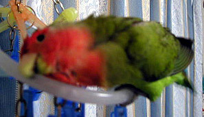 ���`�C�����悩�������`��