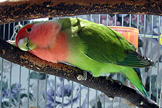 �Ё[�ڂ����A�����������`